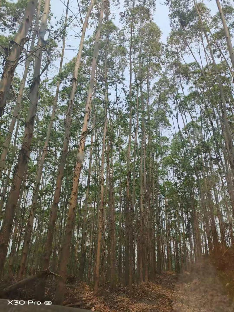 桉树林连地一起转让