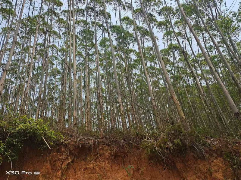 桉树林连地一起转让