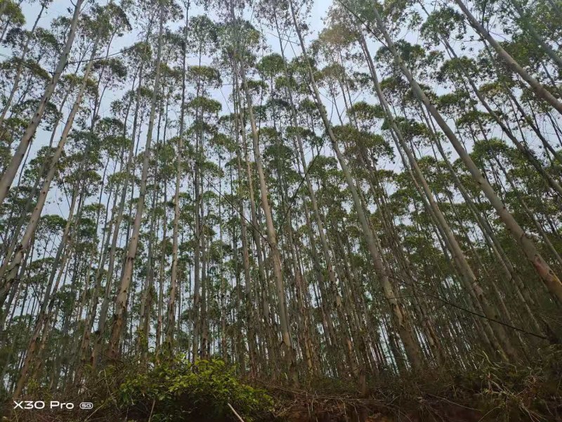 桉树林连地一起转让