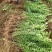 黄馨花苗庭院云南黄馨苗小黄花攀援植物藤蔓植物迎春树苗黄素