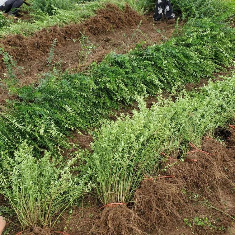 黄馨花苗庭院云南黄馨苗小黄花攀援植物藤蔓植物迎春树苗黄素