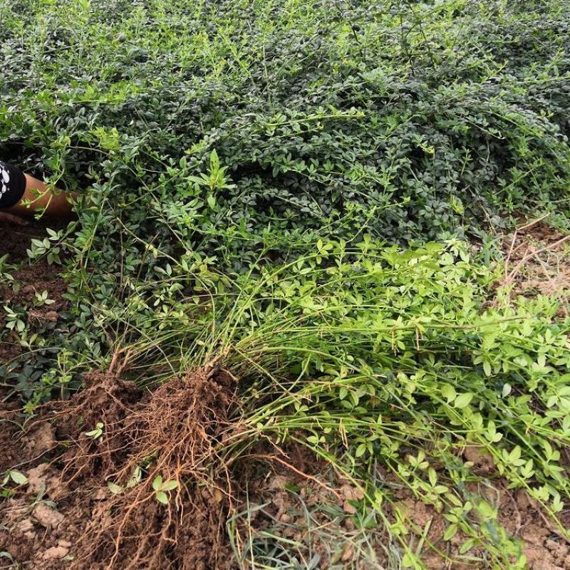 黄馨花苗庭院云南黄馨苗小黄花攀援植物藤蔓植物迎春树苗黄素