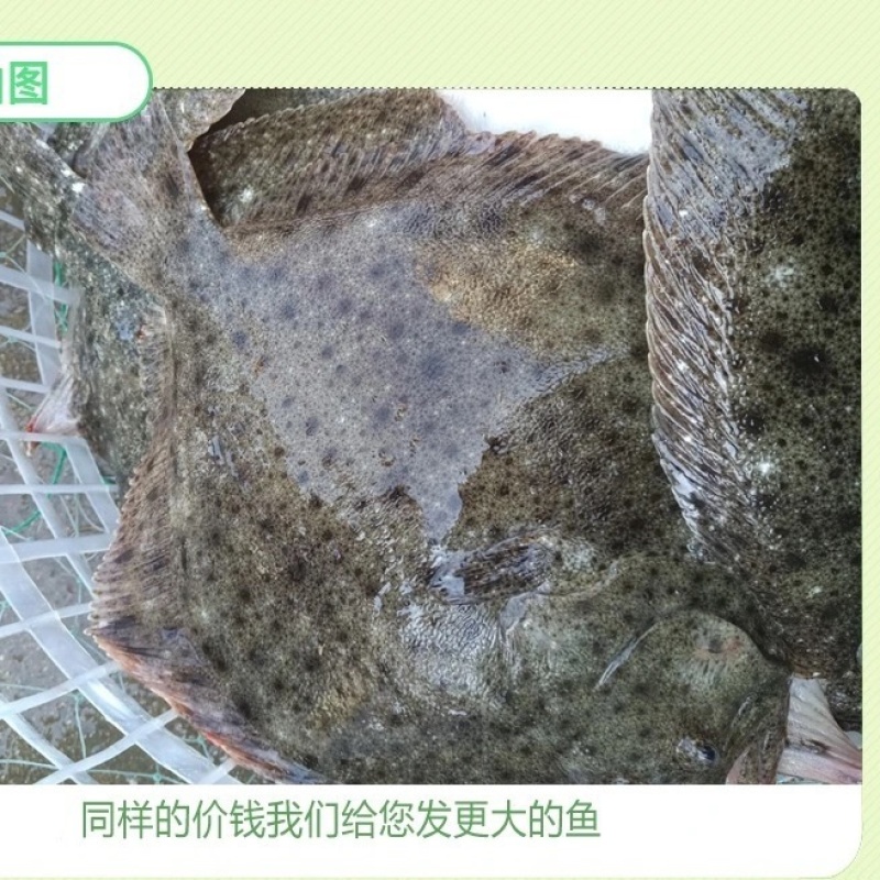 鲜活速冻多宝鱼海捕多宝鱼新鲜速冻发货