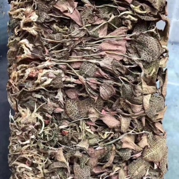 金线莲，味甘性凉，一手货源，价格实惠，质量杠杠滴