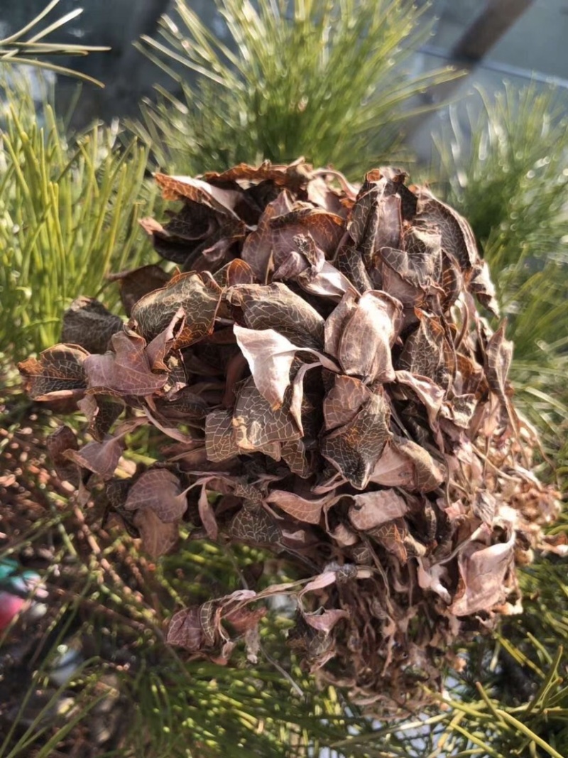 金线莲，味甘性凉，一手货源，价格实惠，质量杠杠滴