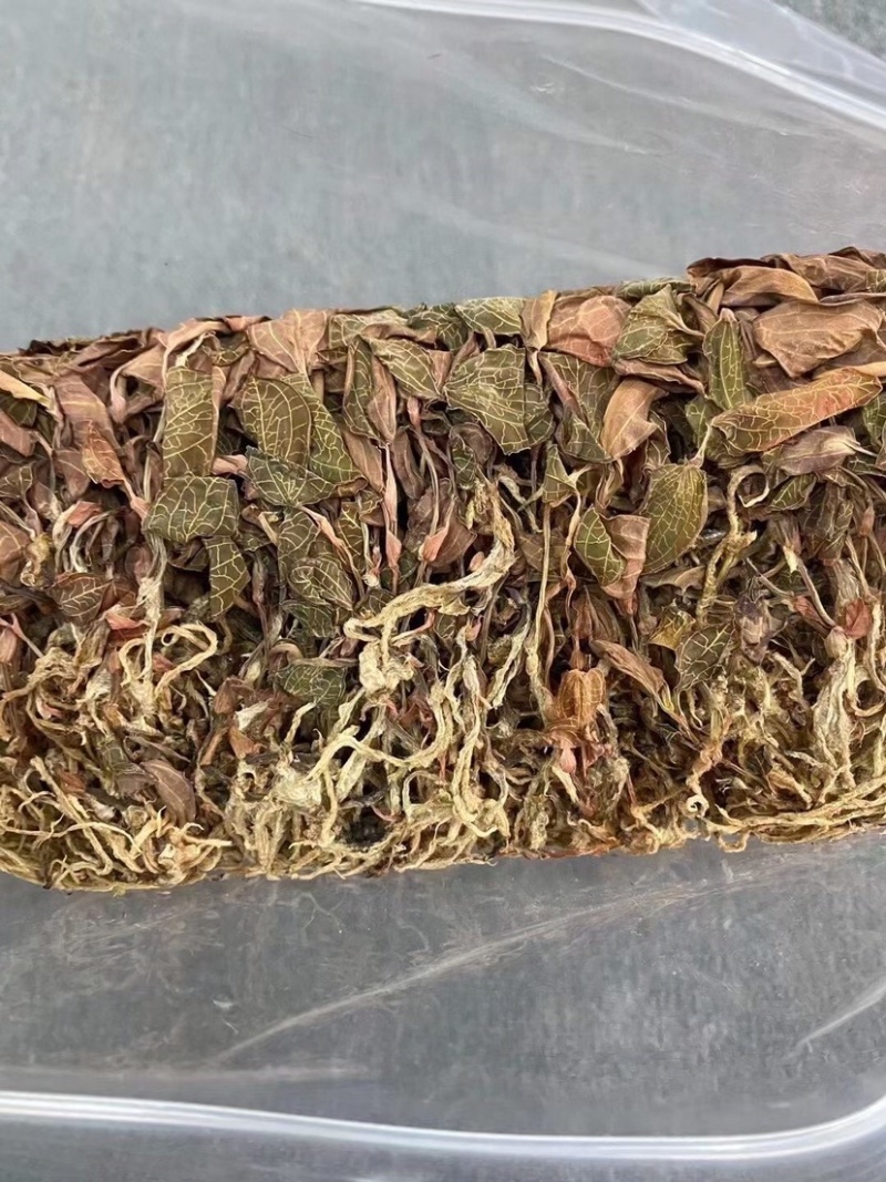 金线莲，味甘性凉，一手货源，价格实惠，质量杠杠滴