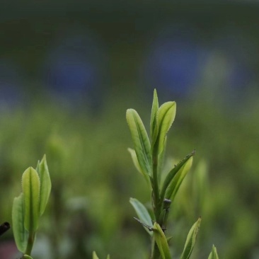 黄山毛峰，祁门红茶