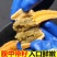 海星派大星大海星小海星新鲜海星派大星大海星小海星