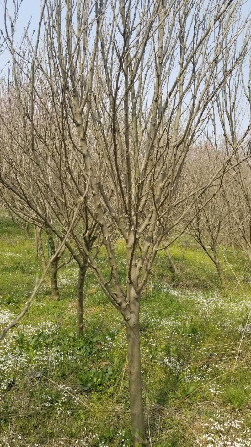 木槿，4_8公分木槿