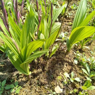 白芨鲜货，贵州自种白芨