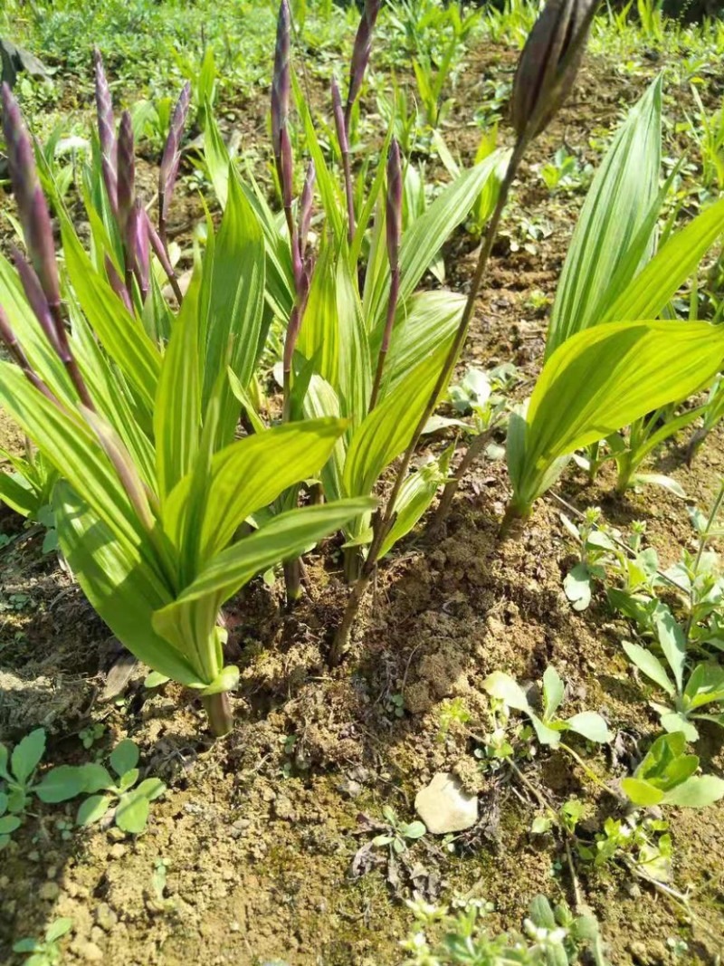 白芨鲜货，贵州自种白芨