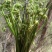 蕨菜干藏区土特产野生菜