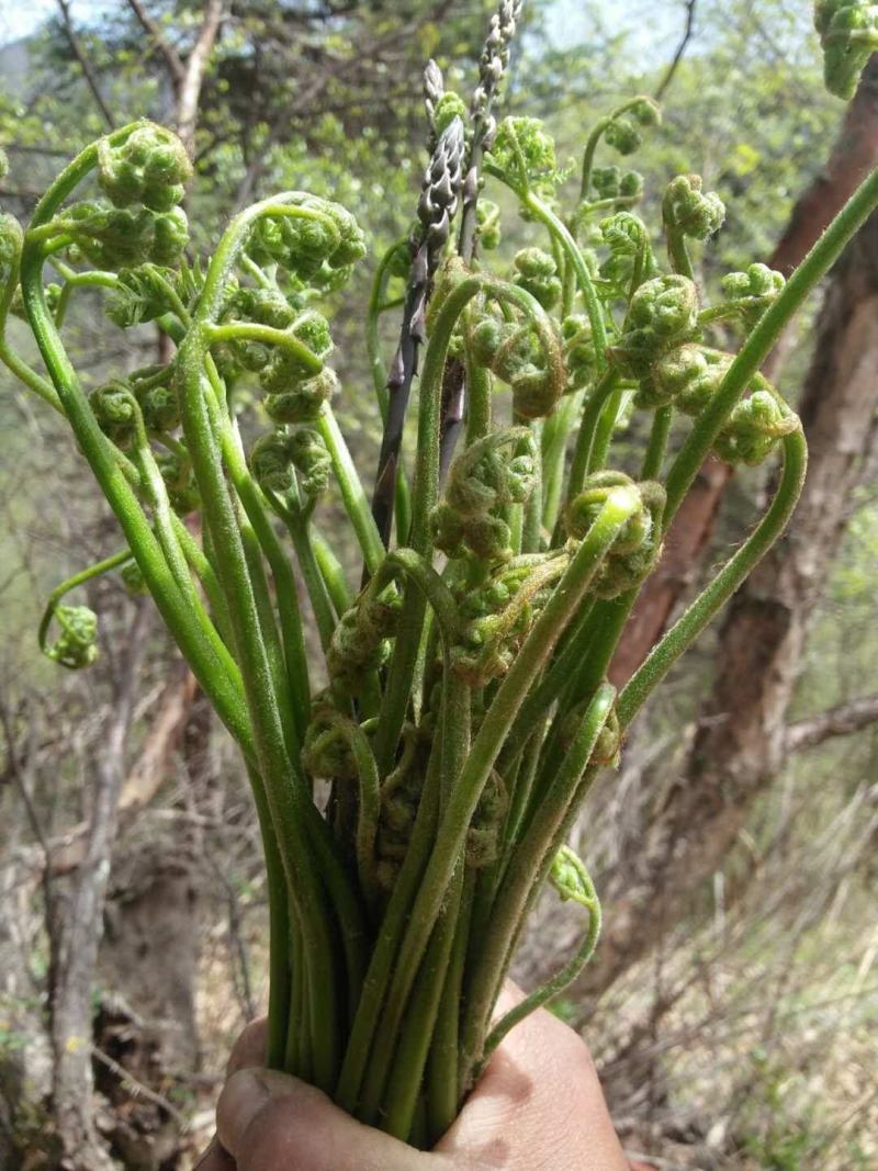 蕨菜干藏区土特产野生菜