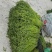 蕨菜干藏区土特产野生菜
