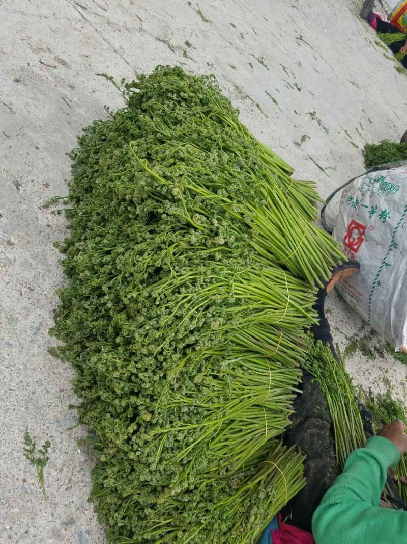 蕨菜干藏区土特产野生菜