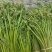 蕨菜干藏区土特产野生菜