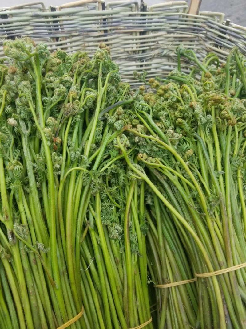 蕨菜干藏区土特产野生菜
