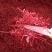 藏红花花丝藏红花正品特级伊朗进口西藏迪拜泡水喝女性西红