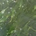 菜农邦海带苗，无盐干净海带嫩苗350克×20包/箱