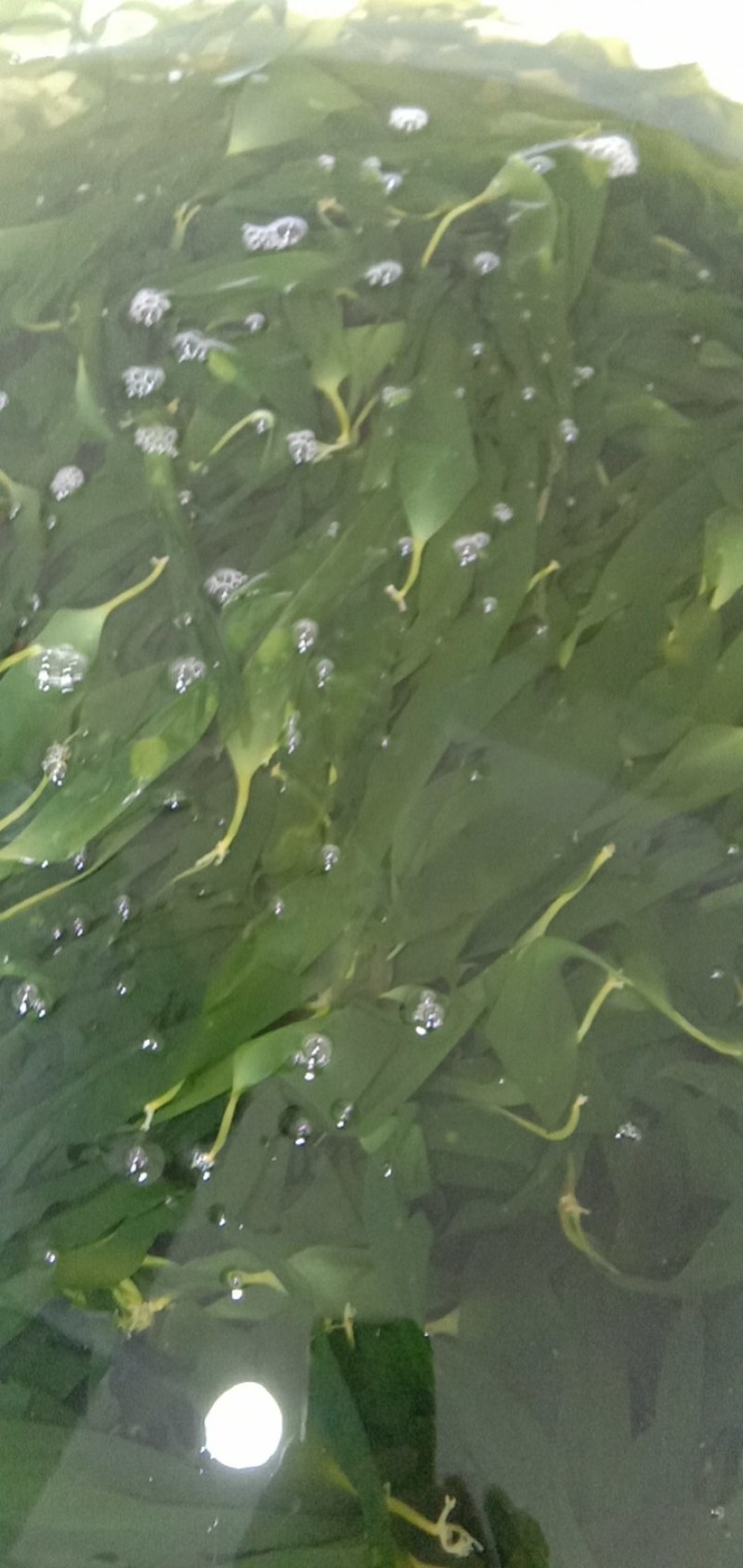 菜农邦海带苗，无盐干净海带嫩苗350克×20包/箱
