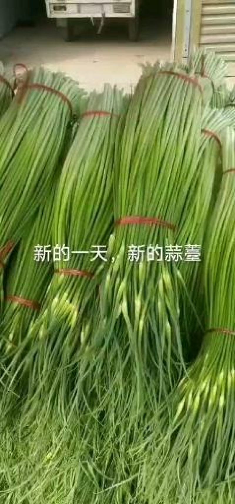 河南商丘大量蒜薹上市