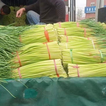 河南商丘大量蒜薹上市