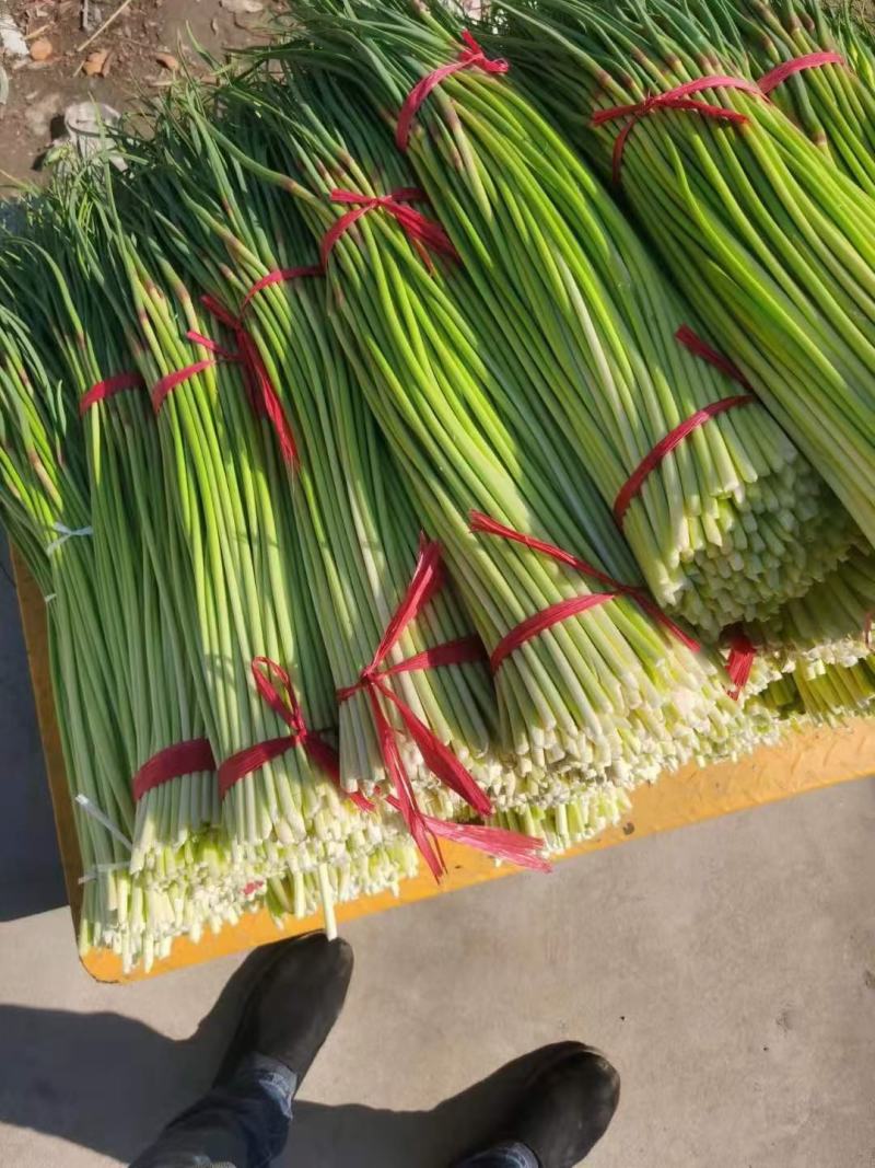 河南商丘大量蒜薹上市