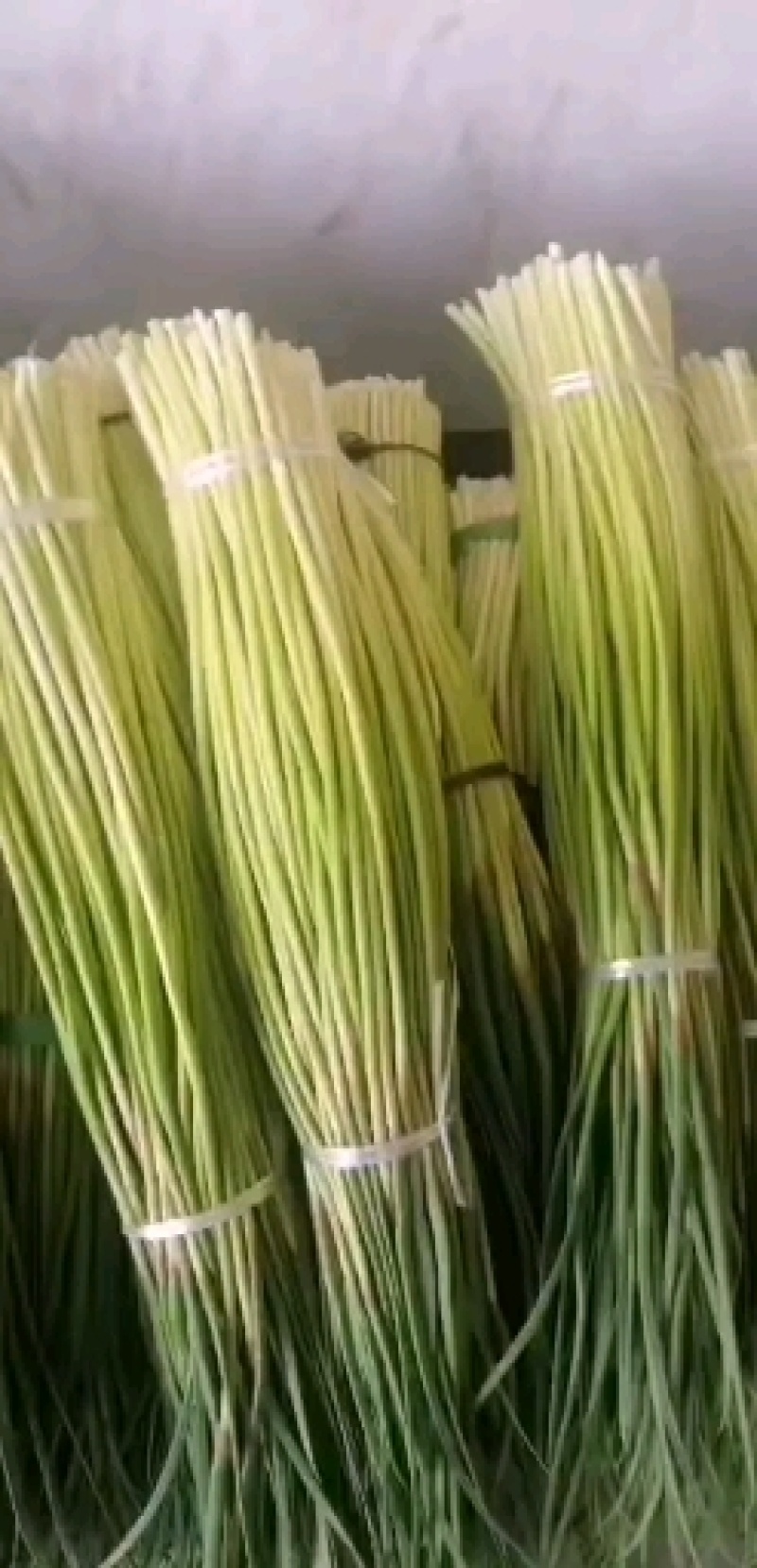河南商丘大量蒜薹上市