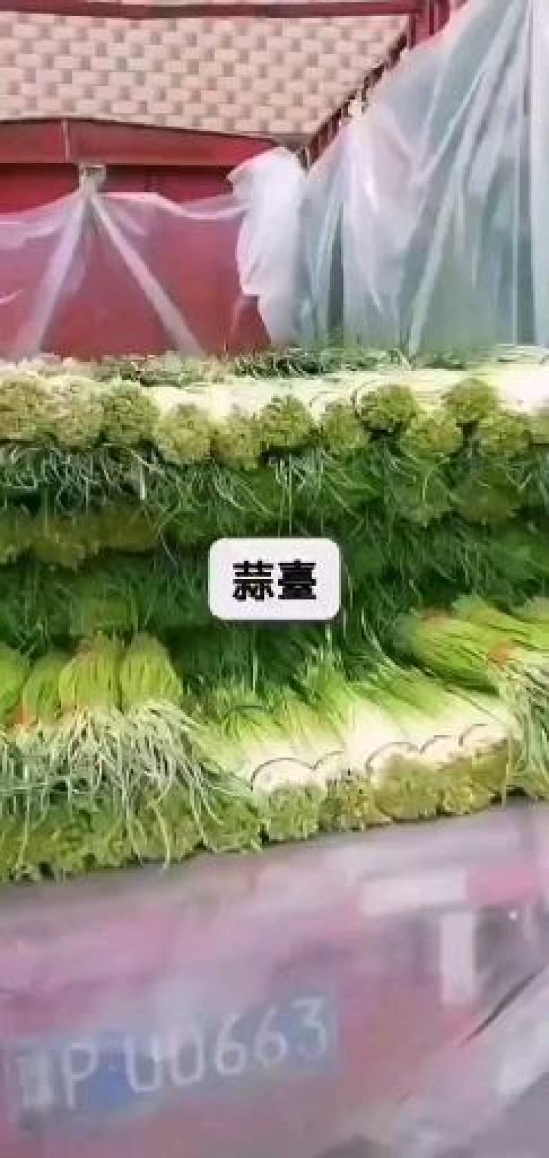 河南商丘大量蒜薹上市