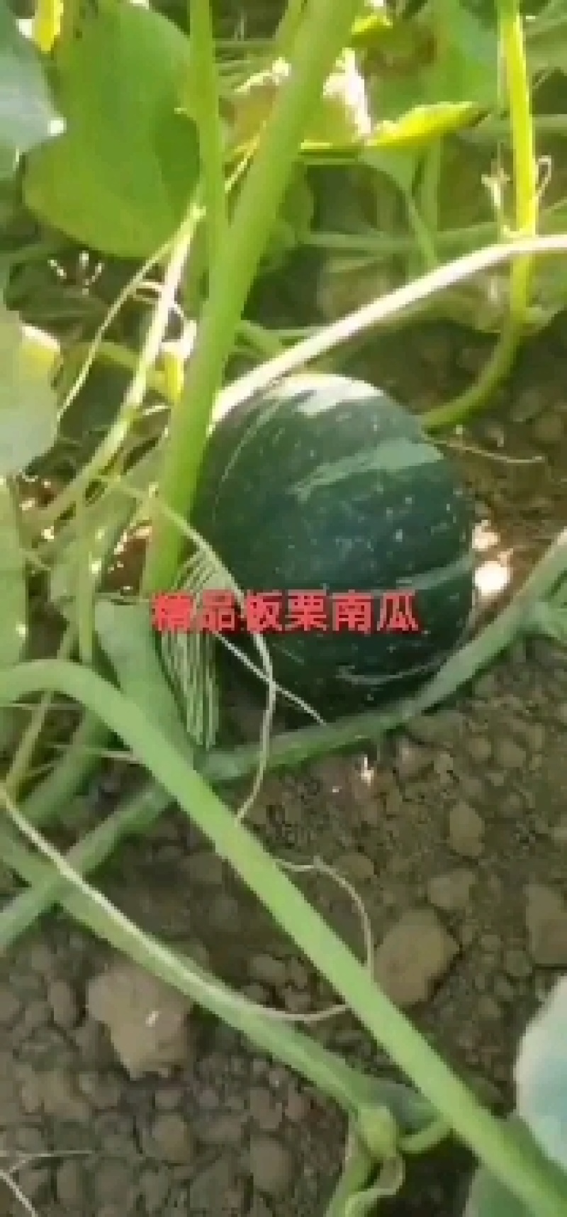 板栗南瓜种子，新西兰，700粒装，批发，零售，基地供应