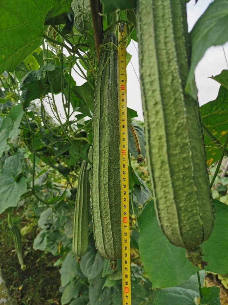 花花大肉甜丝瓜种子早熟肉厚纤维少抗病丰产
