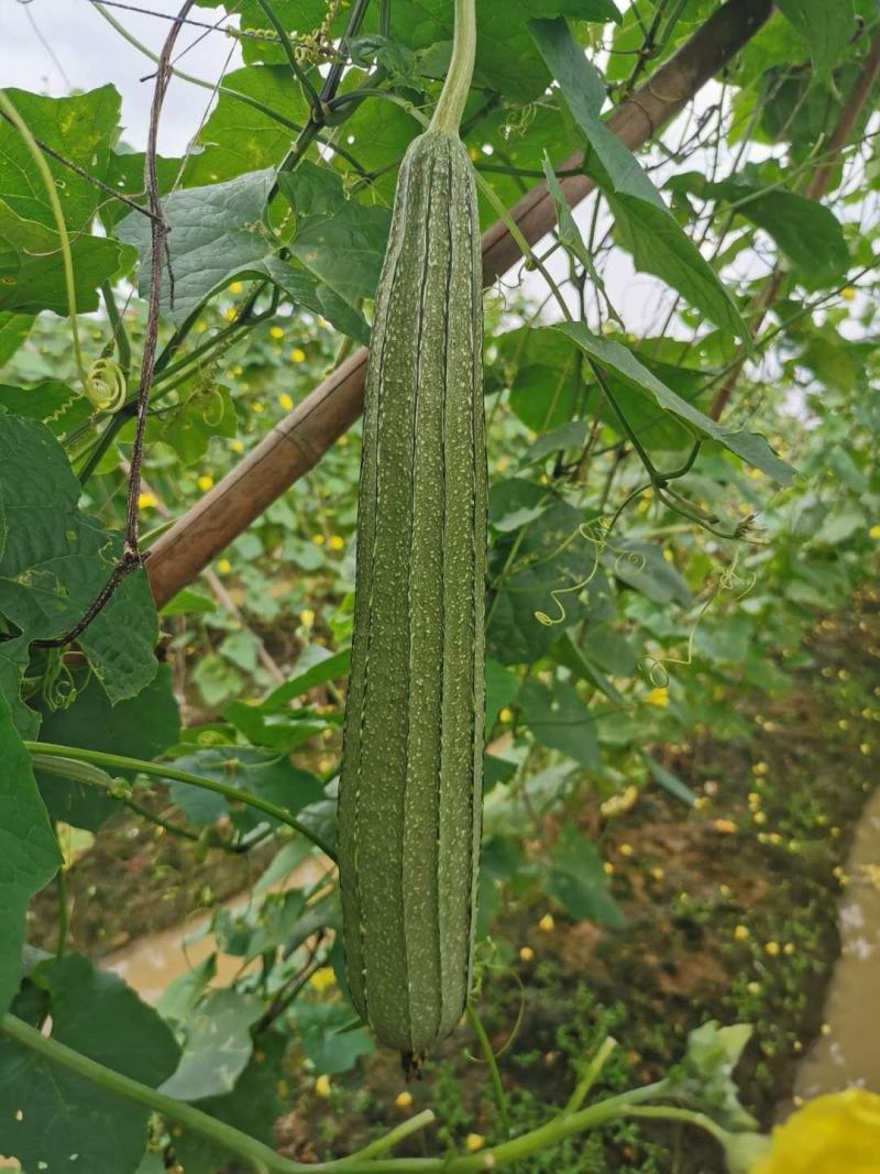 花花大肉甜丝瓜种子早熟肉厚纤维少抗病丰产
