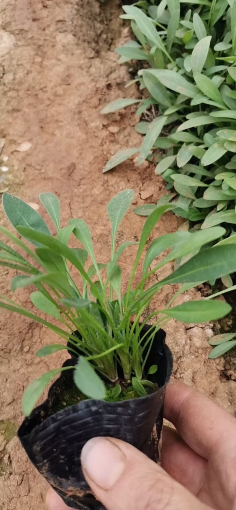 金鸡菊，基地直供，满盆，现货销售，量大，营养杯苗