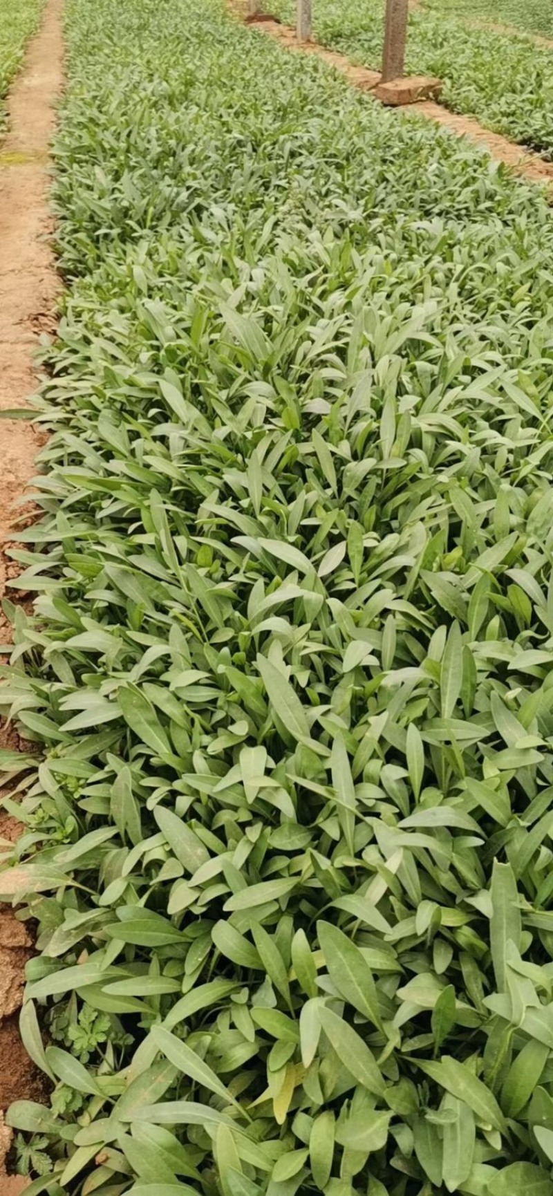 金鸡菊，基地直供，满盆，现货销售，量大，营养杯苗