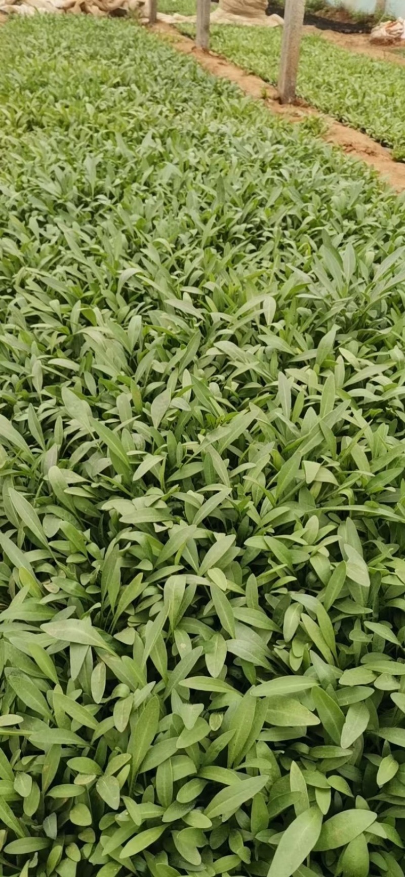 金鸡菊，基地直供，满盆，现货销售，量大，营养杯苗