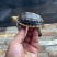 精品缘碌仔，活泼可爱，互动强，健康全品开食
