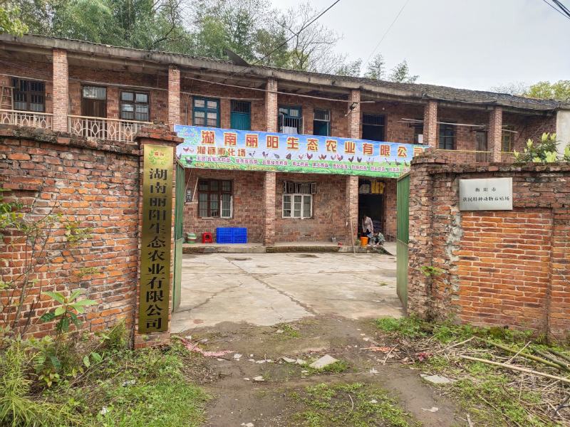 青脚土鸡脱温苗青年鸡架子鸡半大苗适合放养不要保温