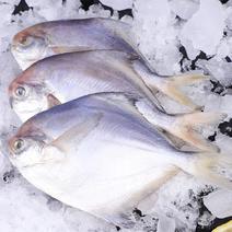冰鲜鲳鱼冻货鲳鱼新鲜鲳鱼白鲳鱼新鲜冰冻鲳鱼