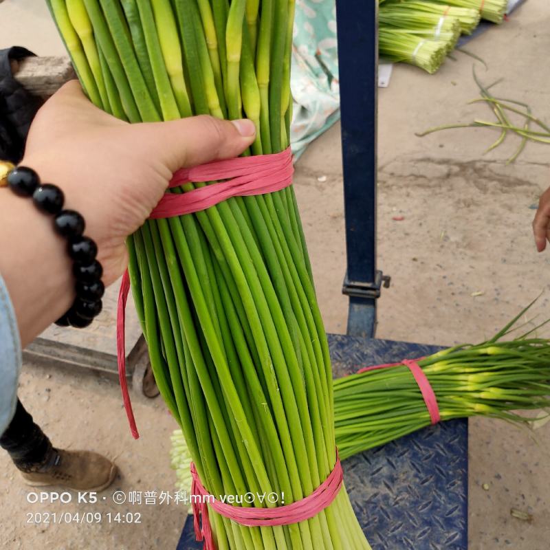 精品白帽蒜苔，产地直供，价格便宜，支持代发，欢迎采购