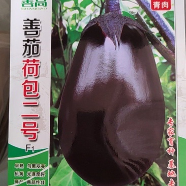 善茄荷包二号茄子种子，果色紫黑油亮，果肉浅绿色