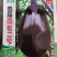 善茄荷包二号茄子种子，果色紫黑油亮，果肉浅绿色