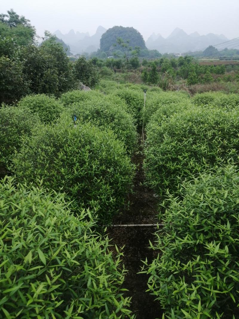 木樨榄球尖叶木樨榄球别墅庭院绿化灌木绿化工程苗木