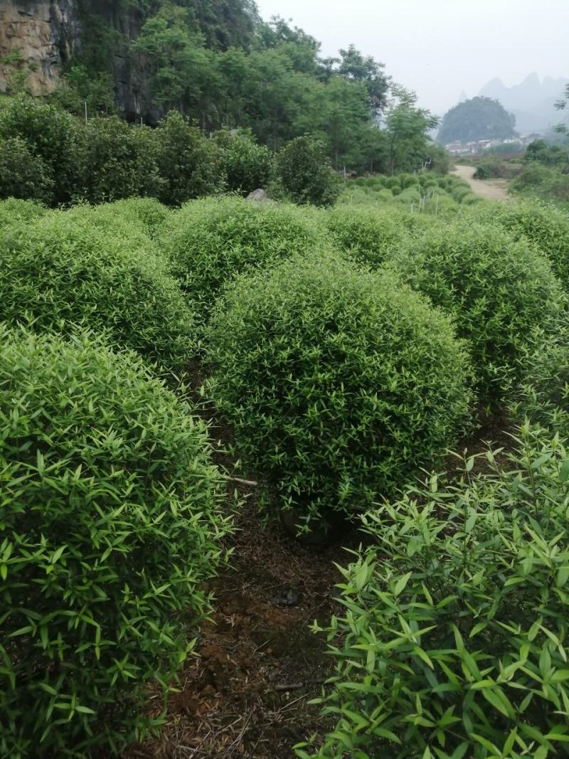 木樨榄球尖叶木樨榄球别墅庭院绿化灌木绿化工程苗木