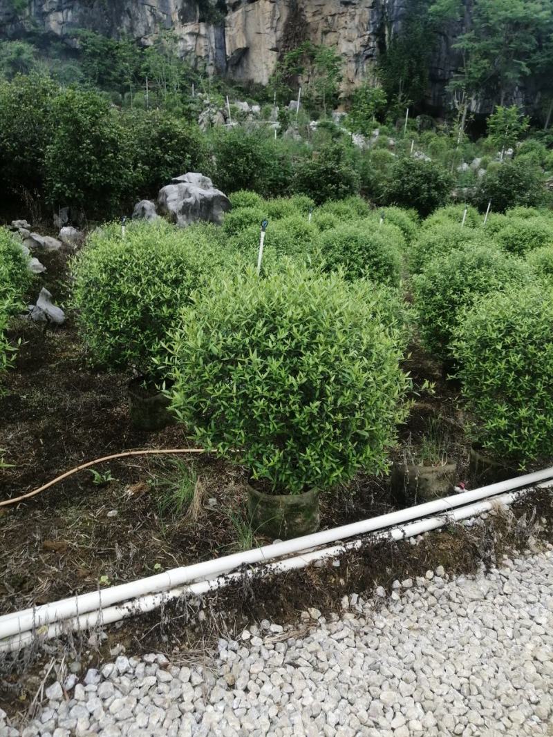 木樨榄球尖叶木樨榄球别墅庭院绿化灌木绿化工程苗木