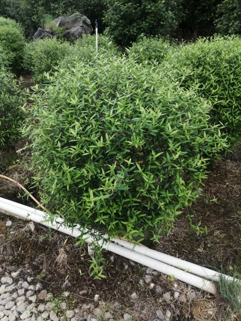 木樨榄球尖叶木樨榄球别墅庭院绿化灌木绿化工程苗木