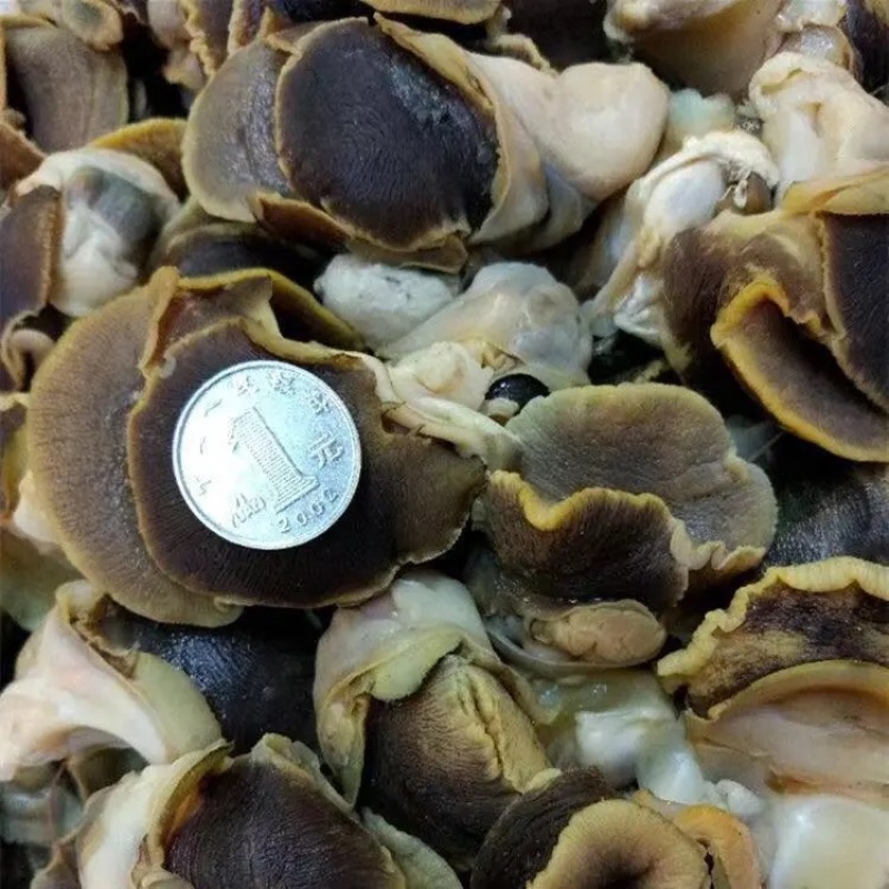 香螺肉新鲜海鲜冷冻大海螺肉沙螺肉