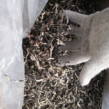 木耳丝白背木耳丝螺蛳粉用木耳丝