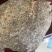 多宝鱼比目鱼冰鲜鱼质量好大菱鲆大量有货冷冻