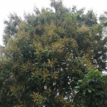 纯真土蜂蜜