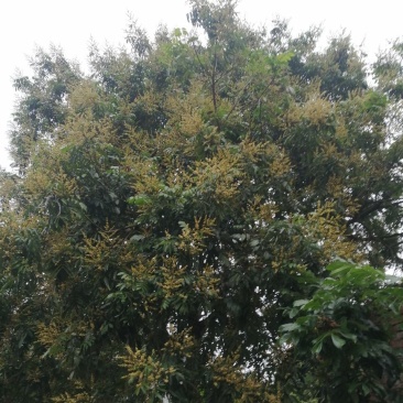 纯真土蜂蜜